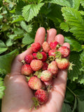 Musk Strawberry