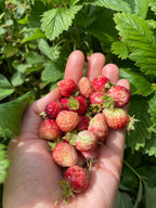 Musk Strawberry