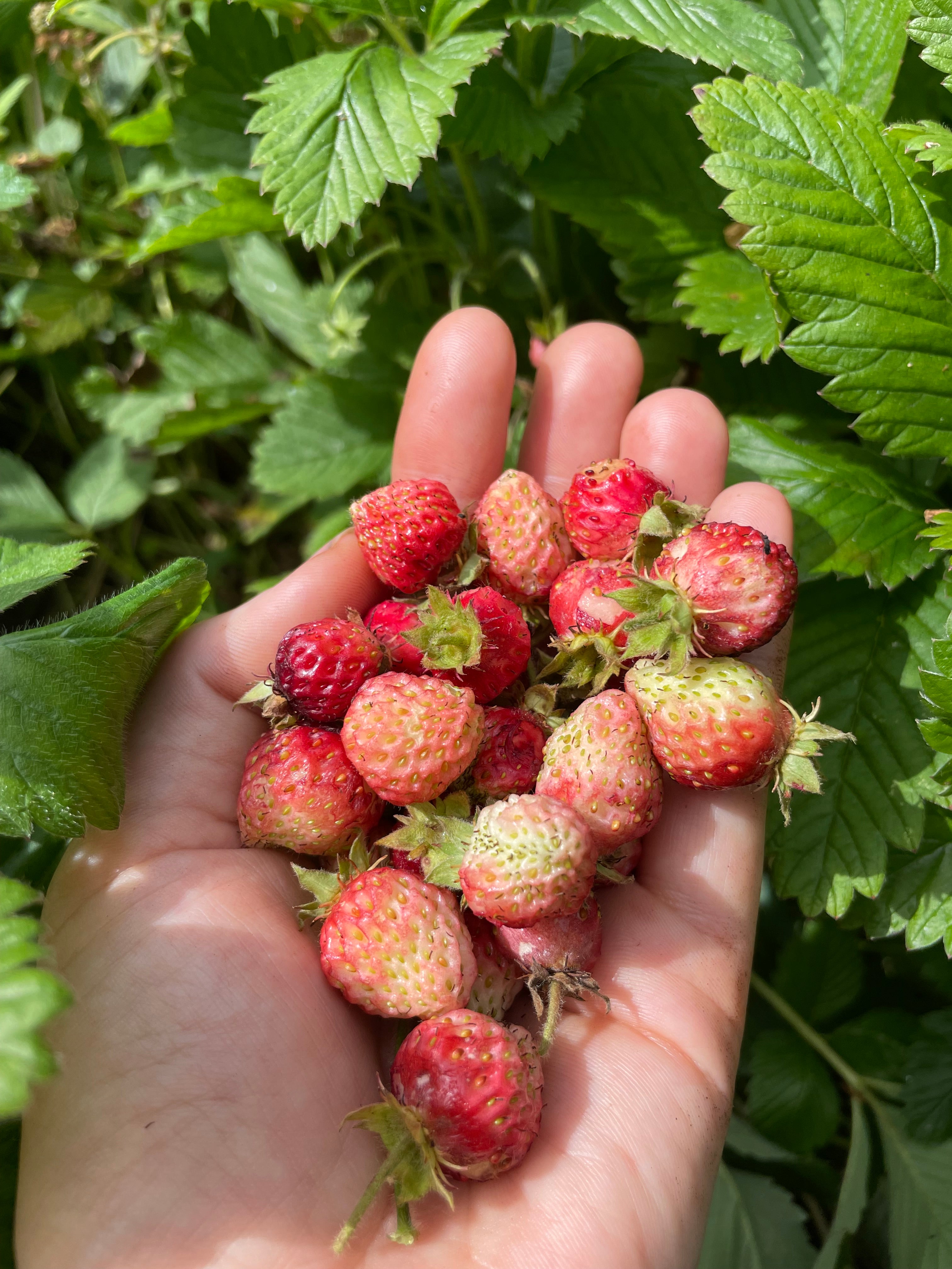 Musk Strawberry
