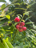Blueberry 'Pink Lemonade'
