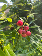 Blueberry 'Pink Lemonade'