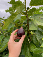 Fig 'Tayip 1'
