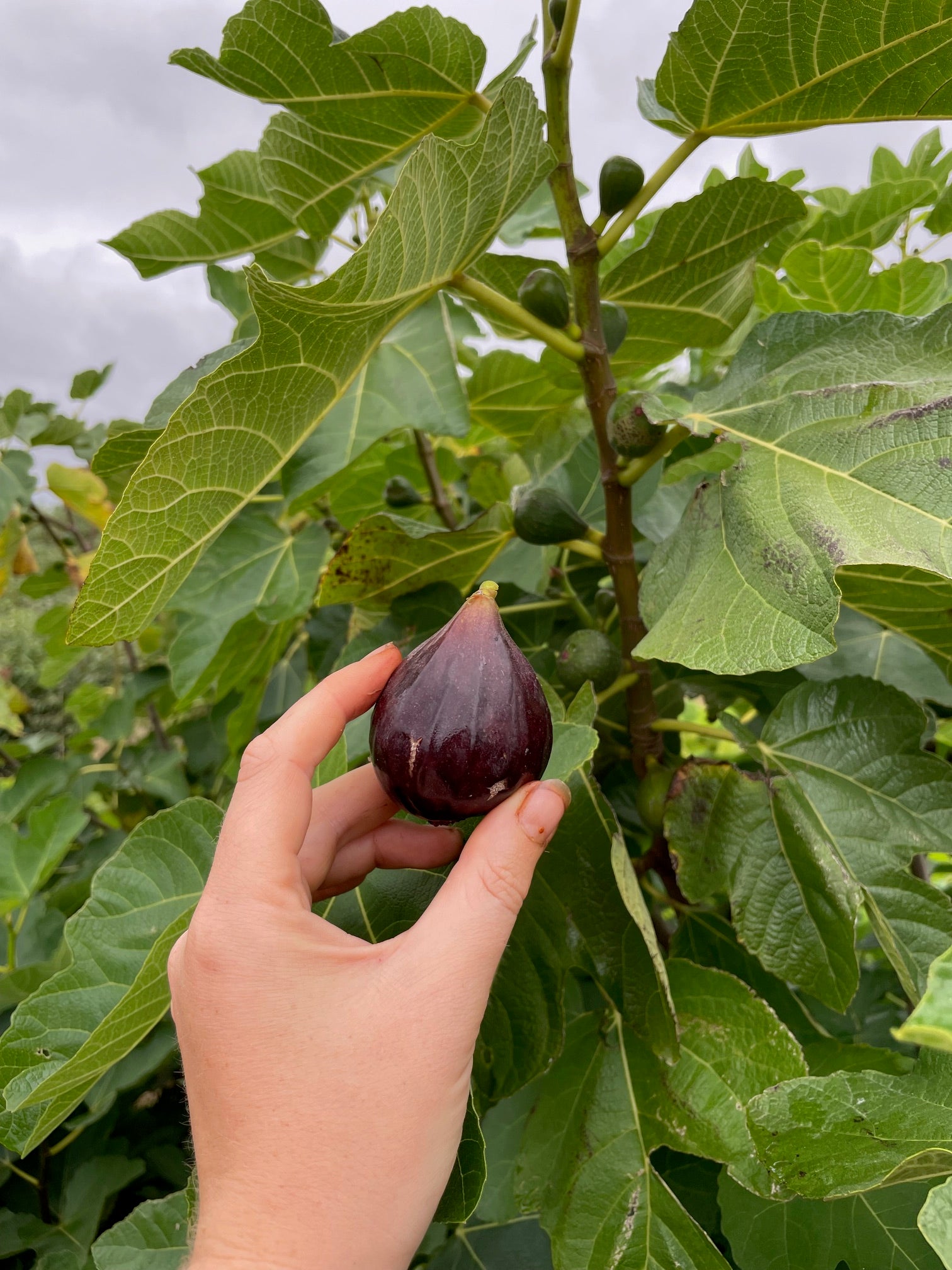 Fig 'Tayip 1'
