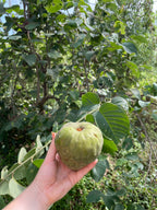Custard Apple