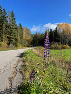 Lupin 'Finnish Lakes'