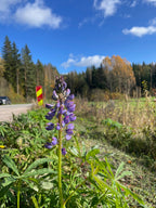 Lupin 'Finnish Lakes'