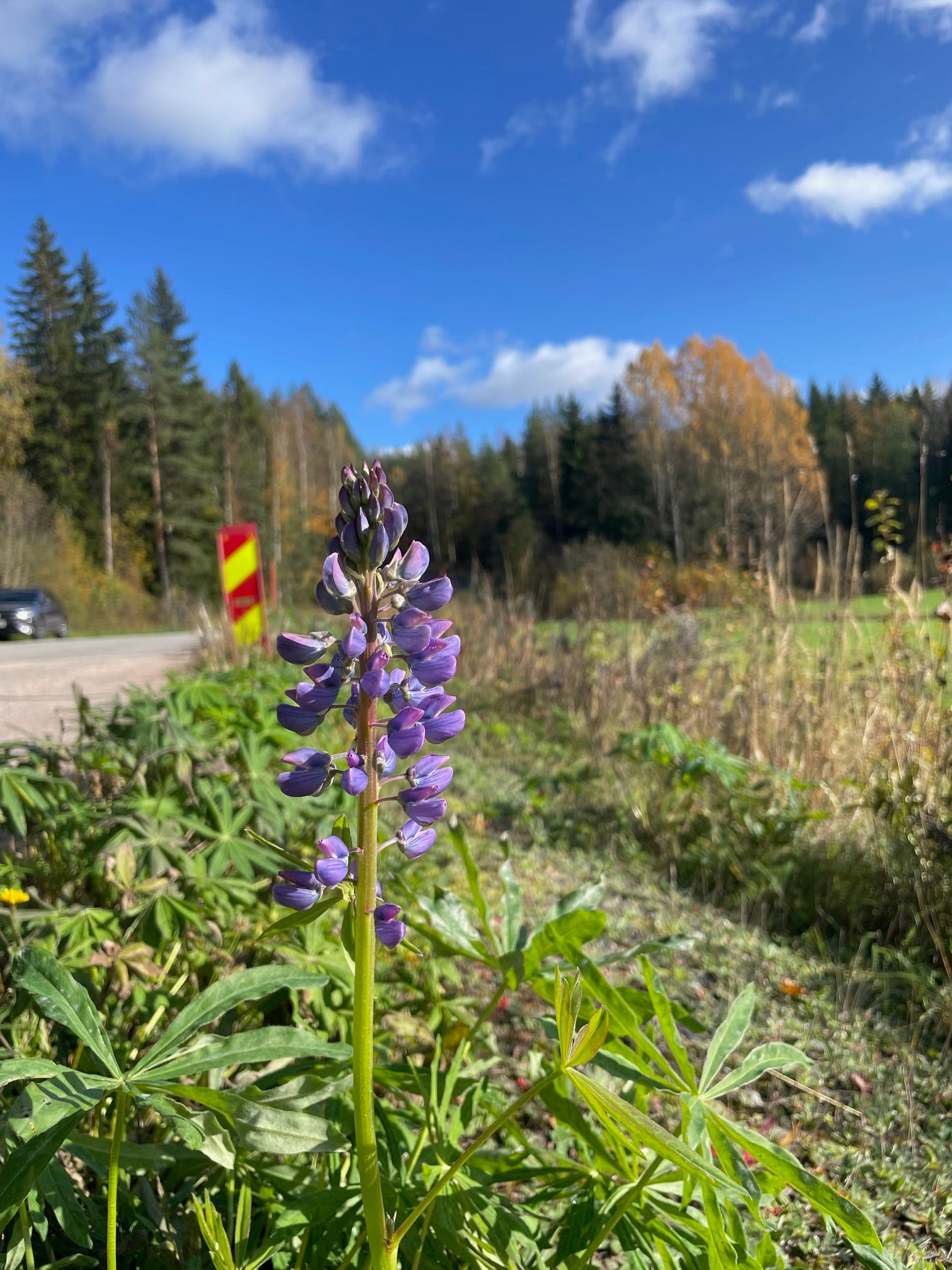 Lupin 'Finnish Lakes'