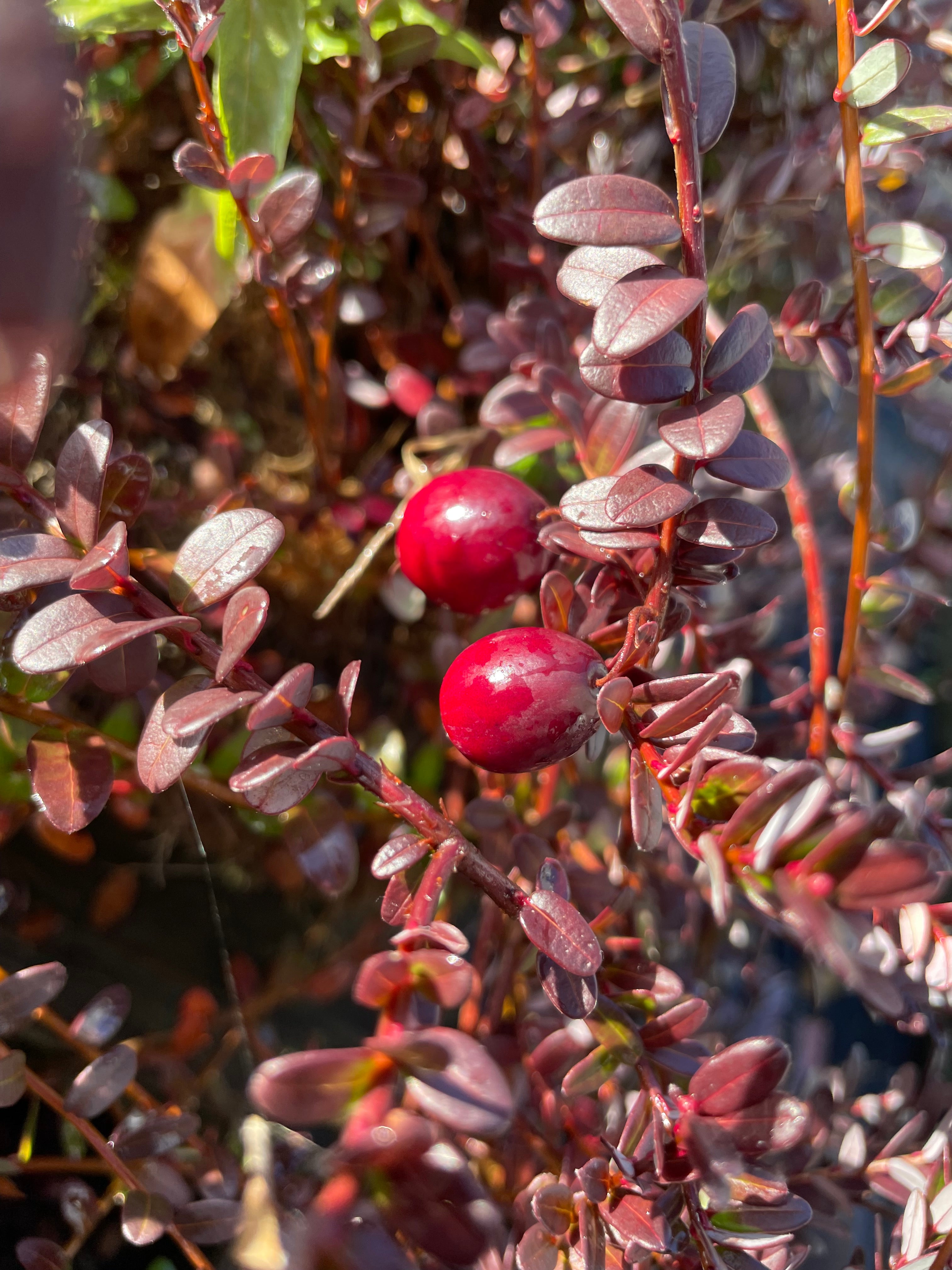 Cranberry 'Pilgrim'