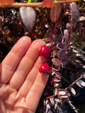 Cranberry 'Pilgrim'