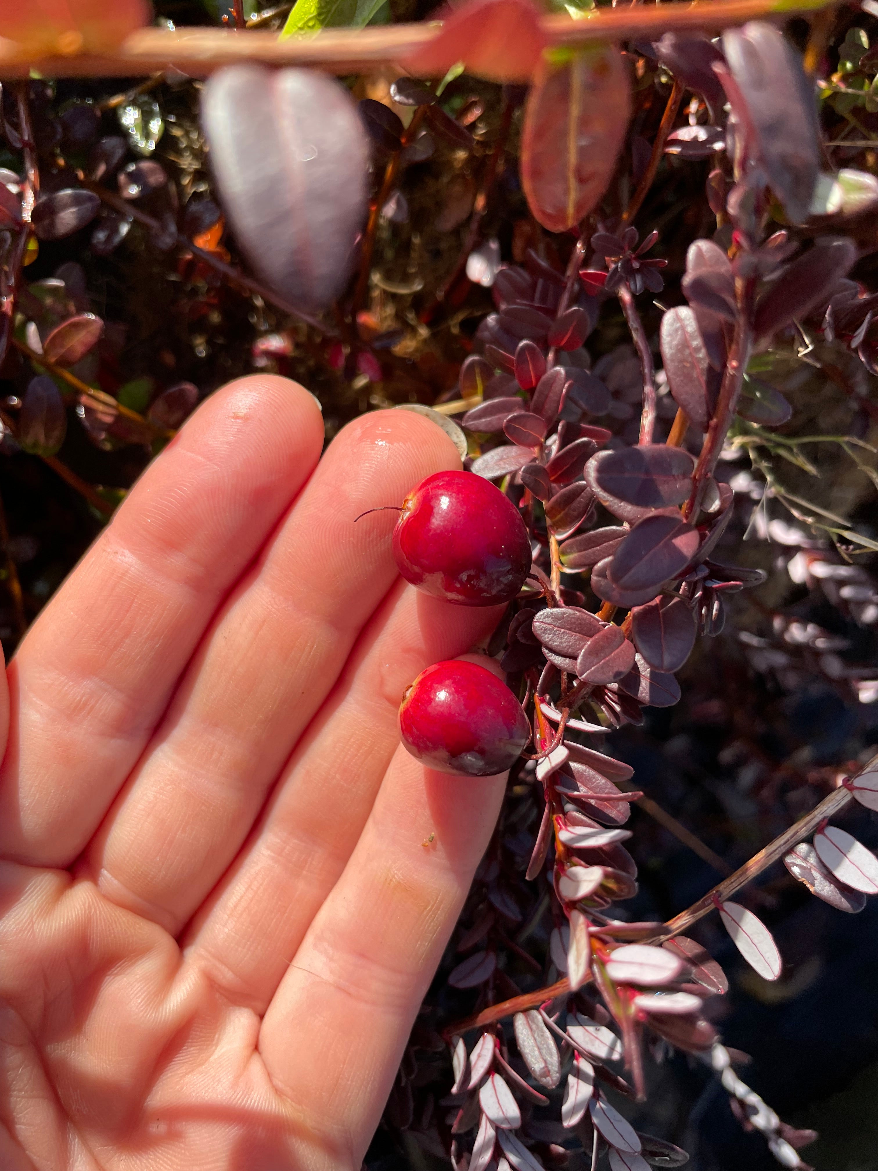 Cranberry 'Pilgrim'