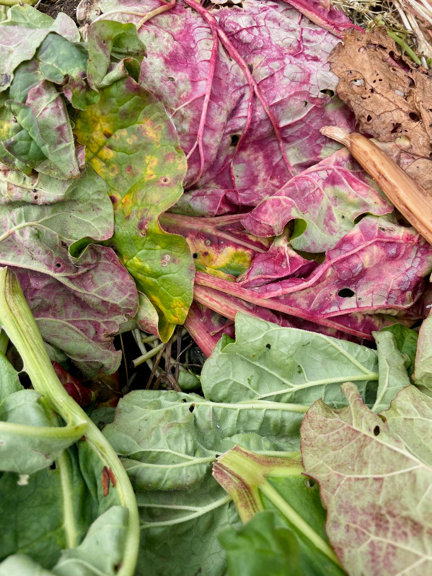 Rhubarb 'Sutton's Seedless'