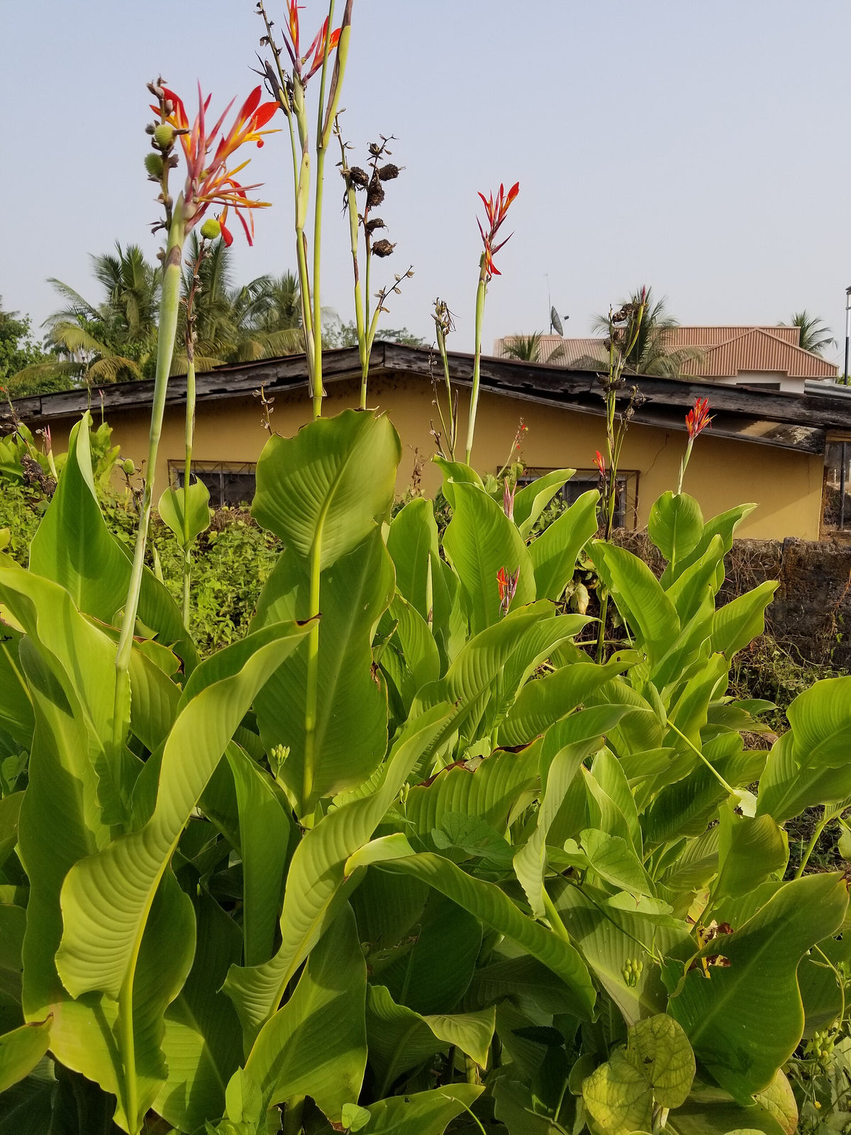 Edible Canna