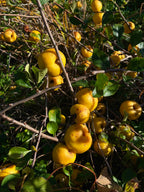 Quince 'Crimson and Gold'