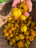 Quince 'Crimson and Gold'
