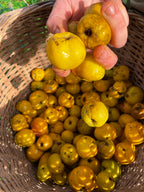 Quince 'Crimson and Gold'