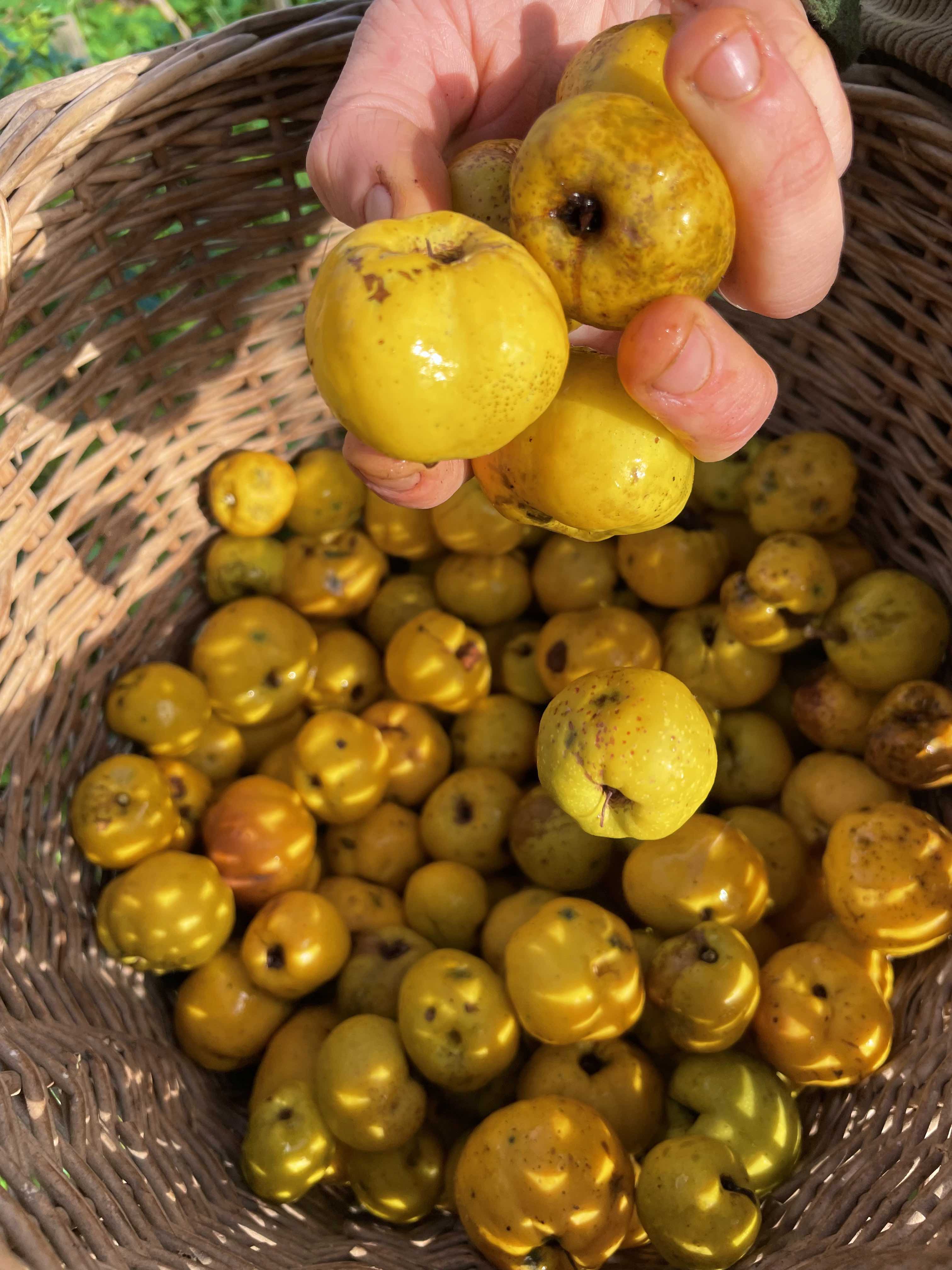 Quince 'Crimson and Gold'