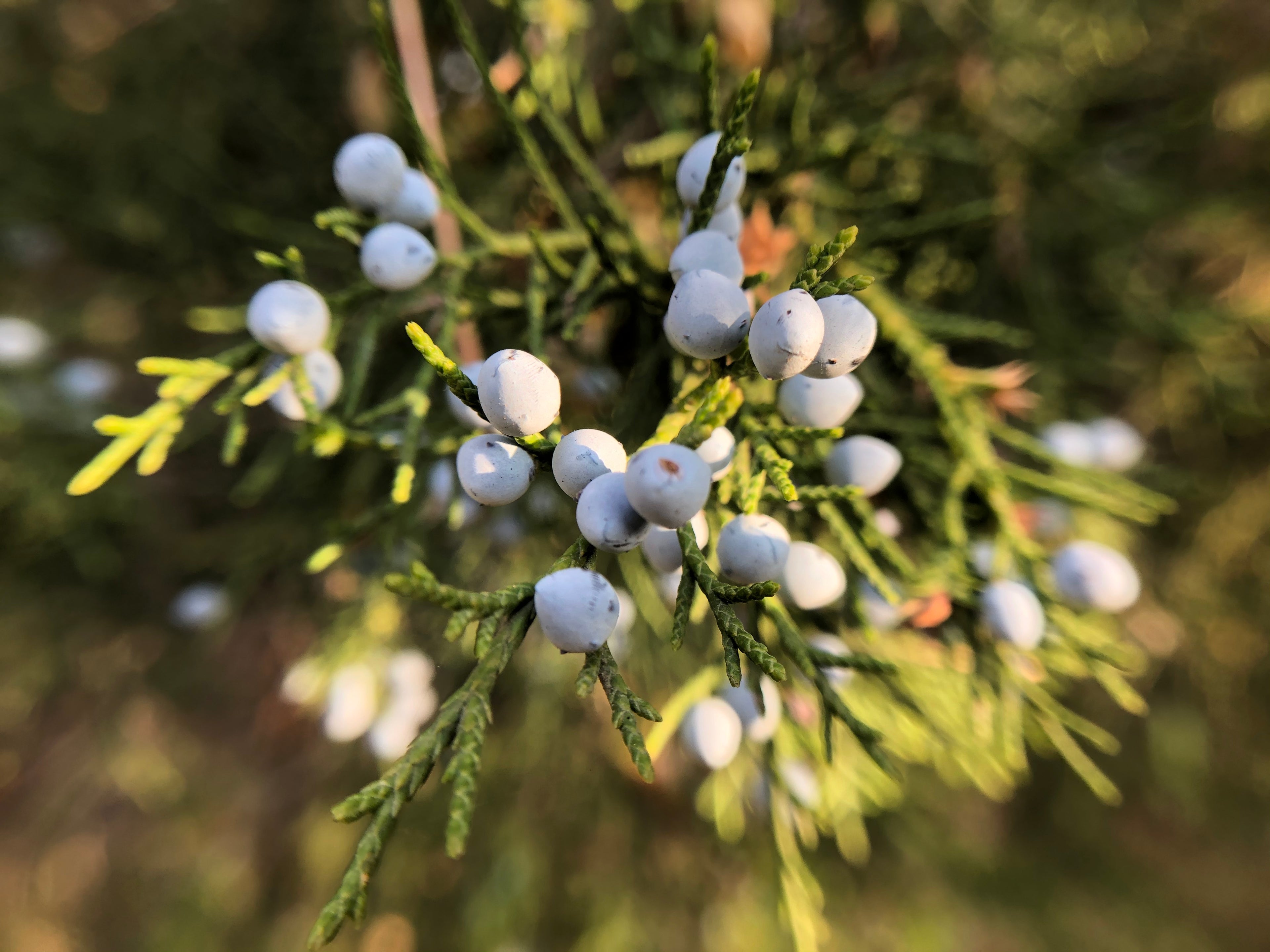 Eastern Red Cedar