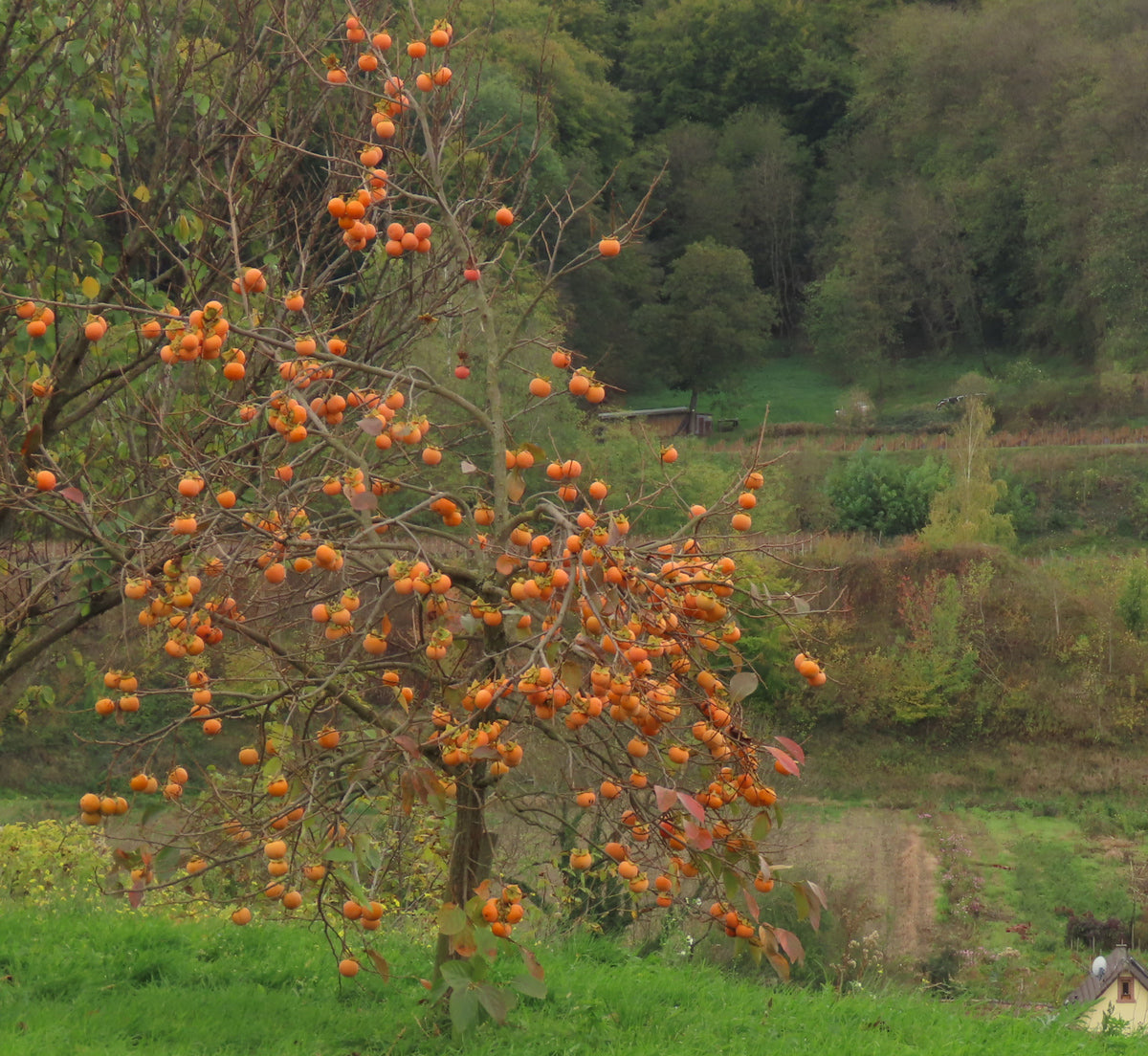 Persimmon 'Nikita's Gift'