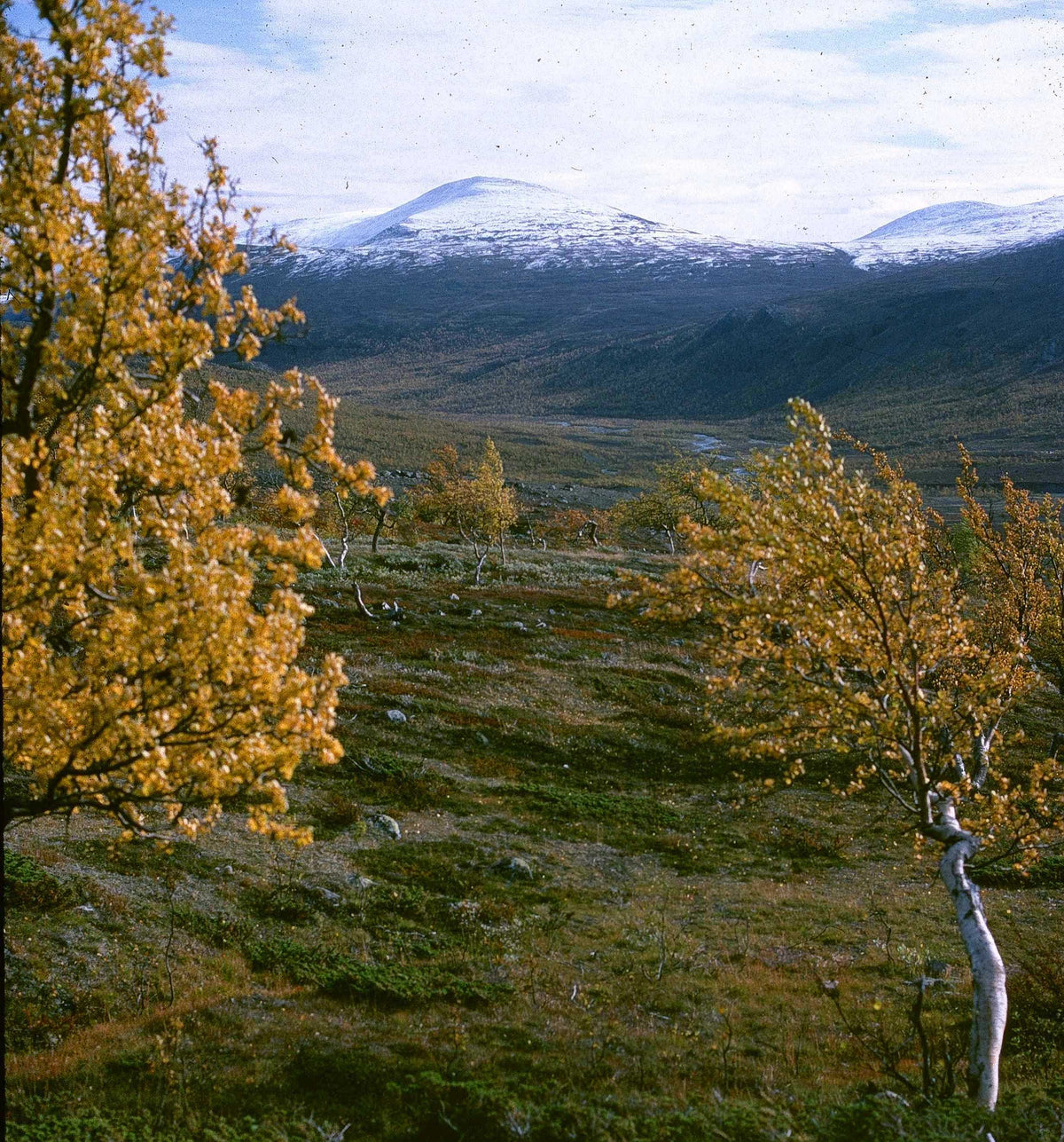 Downy Birch