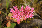 Crimson Stonecrop