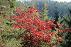 Red Oak