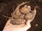 Hopniss 'Nutty'
