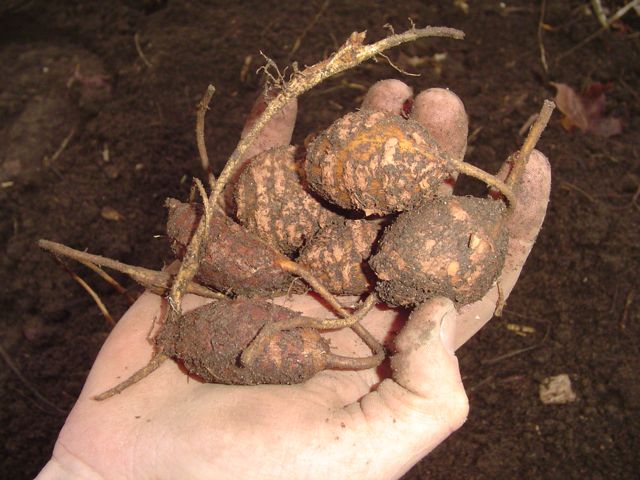 Hopniss 'Nutty'