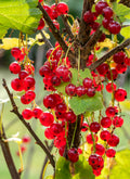 Redcurrant 'Junifer'