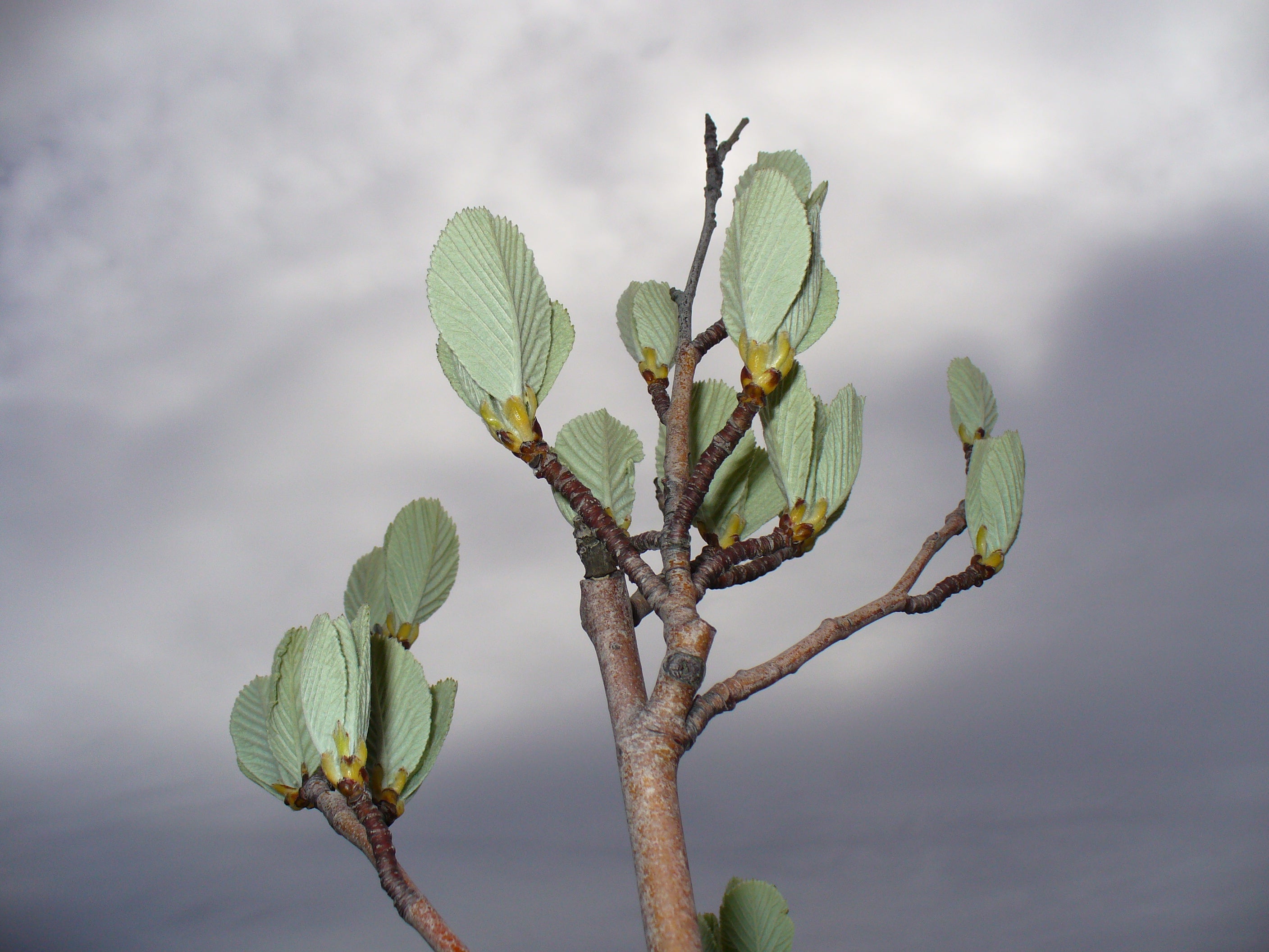 Whitebeam
