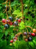 Chuckleberry