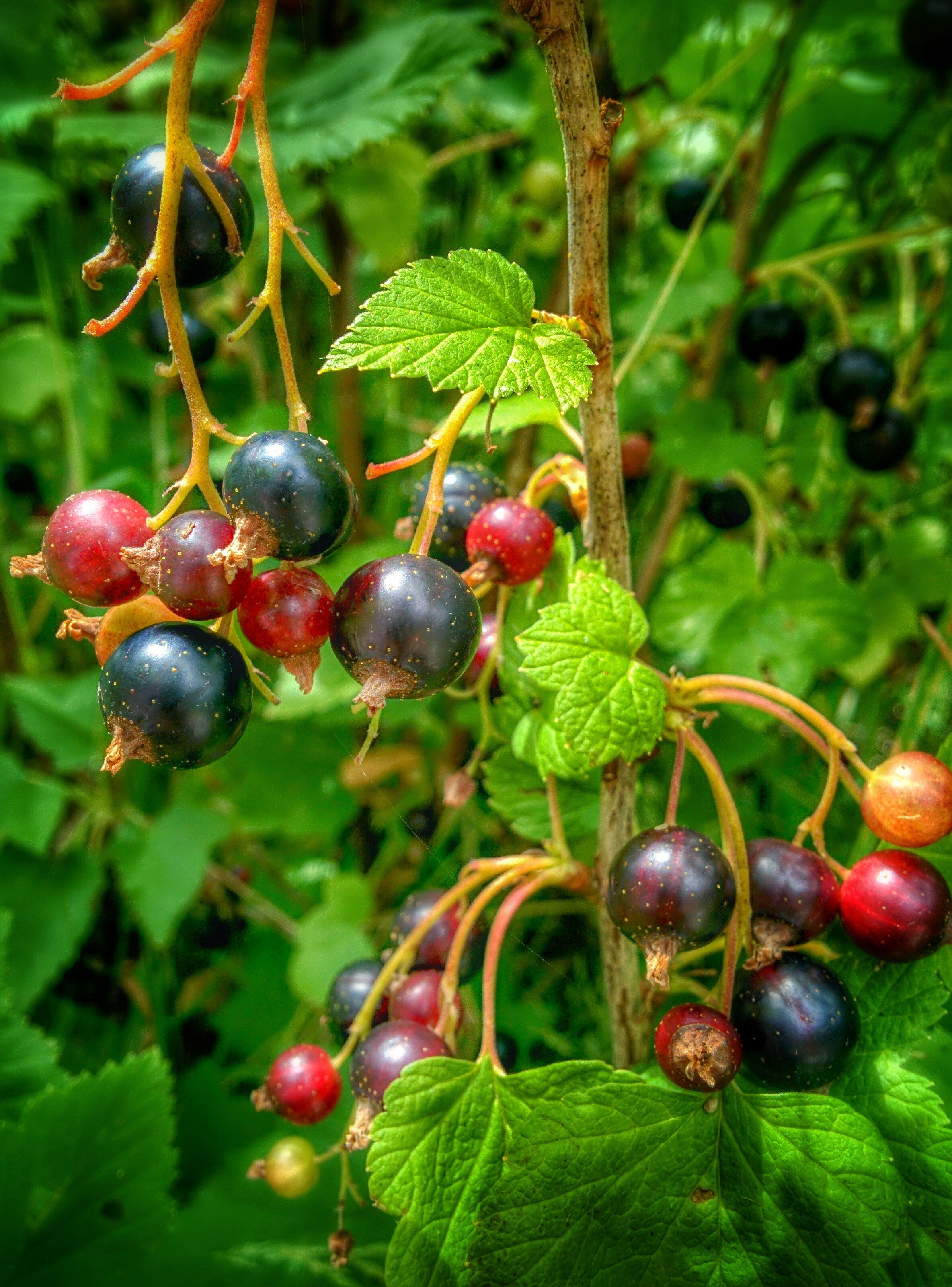 Chuckleberry