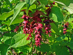 Himalayan Honeysuckle