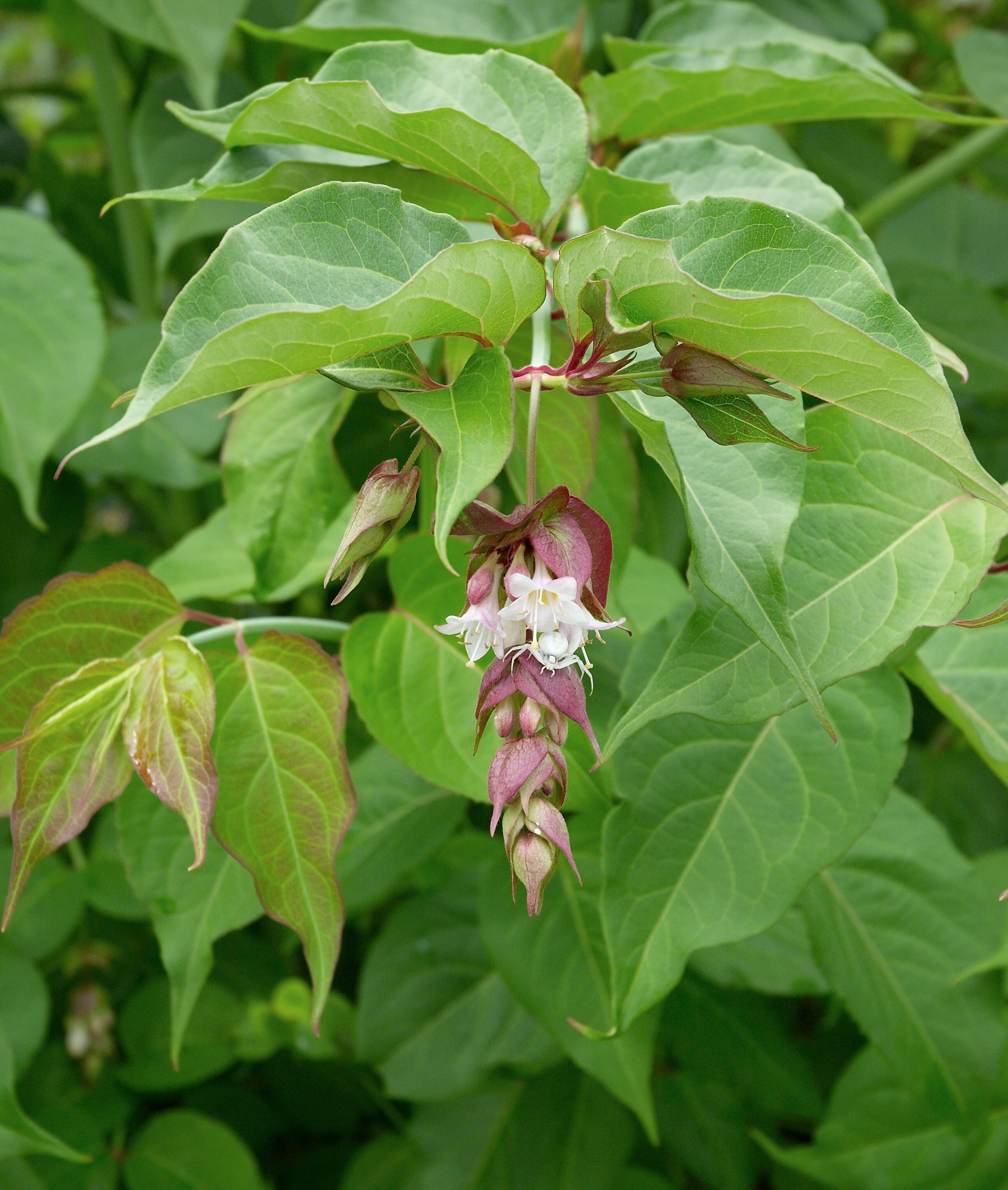 Himalayan Honeysuckle