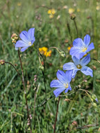 Perennial Flax
