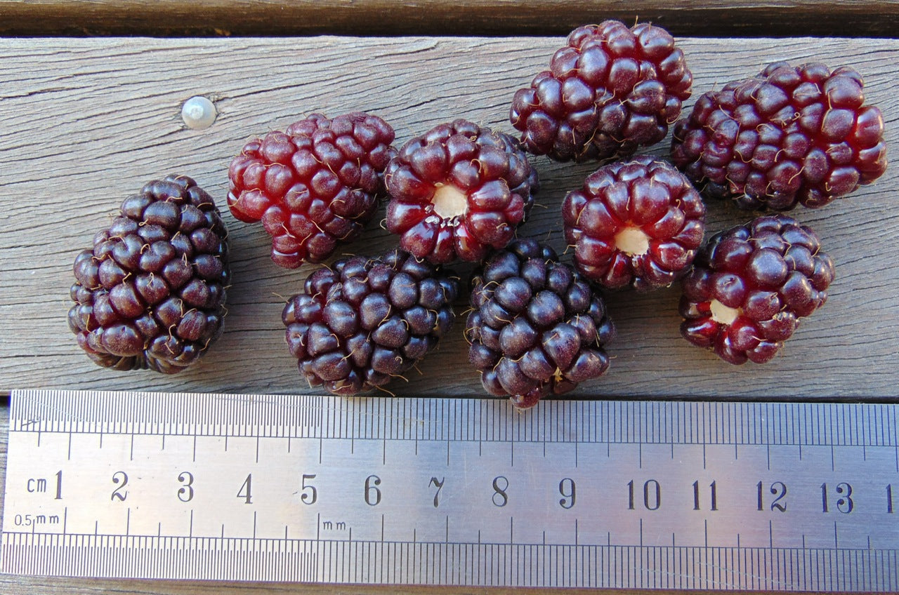 Thornless Loganberry
