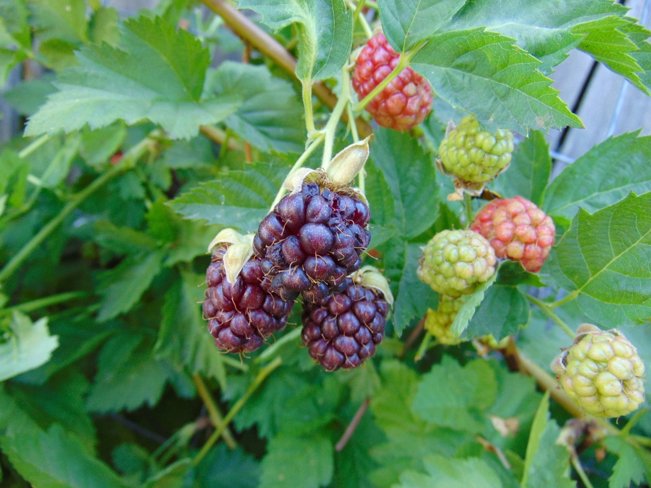 Sunberry