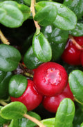 Cranberry