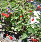 Goji Berry 'No.1 Lifeberry'