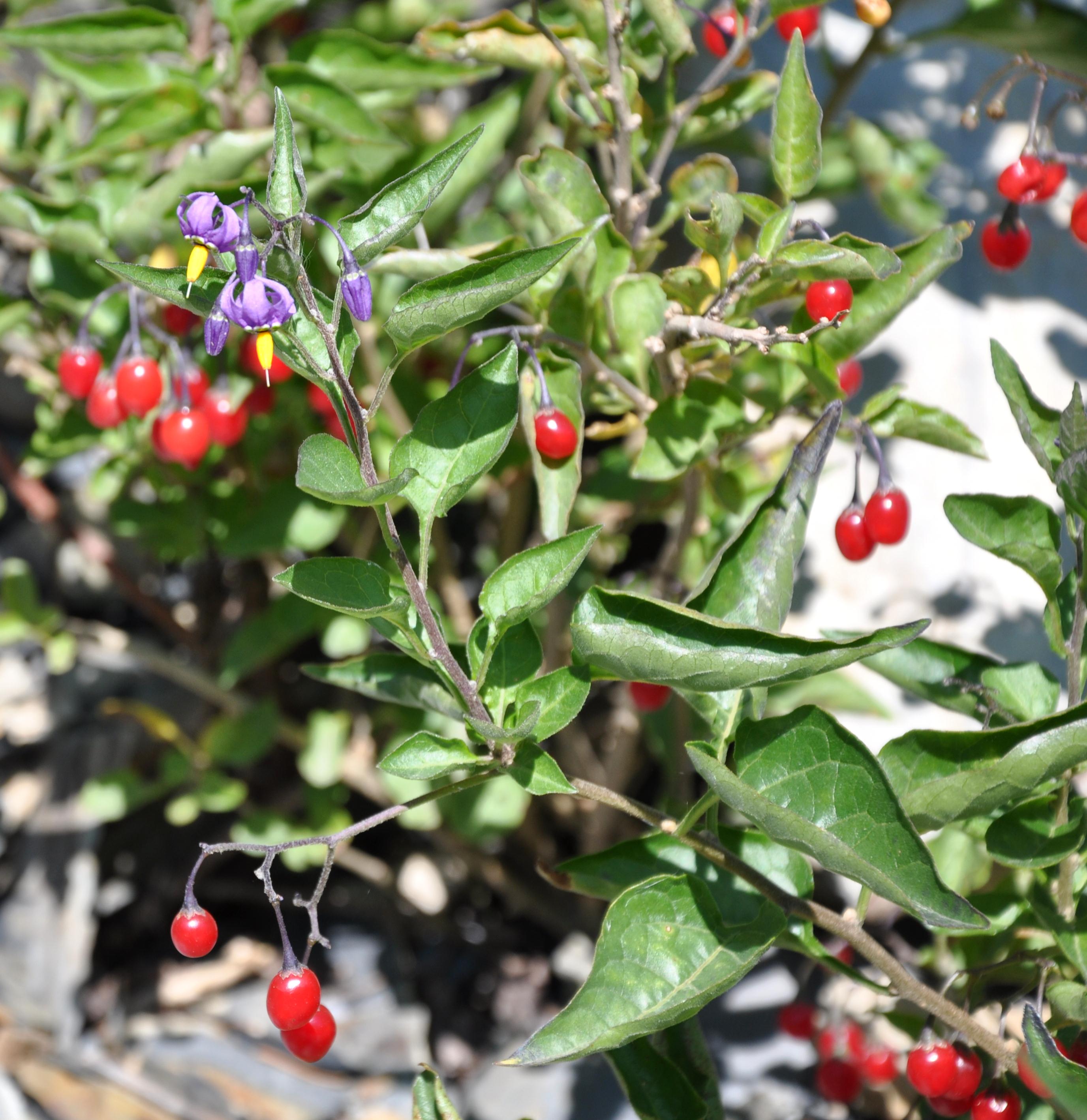 Goji Berry 'No.1 Lifeberry'