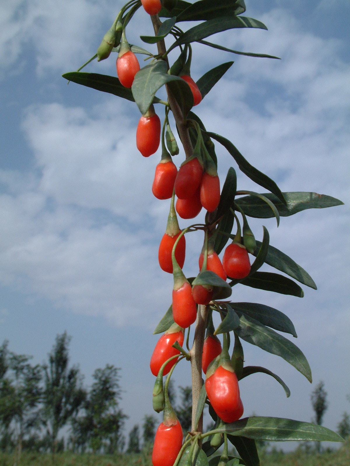 Goji 'Sweet Lifeberry'