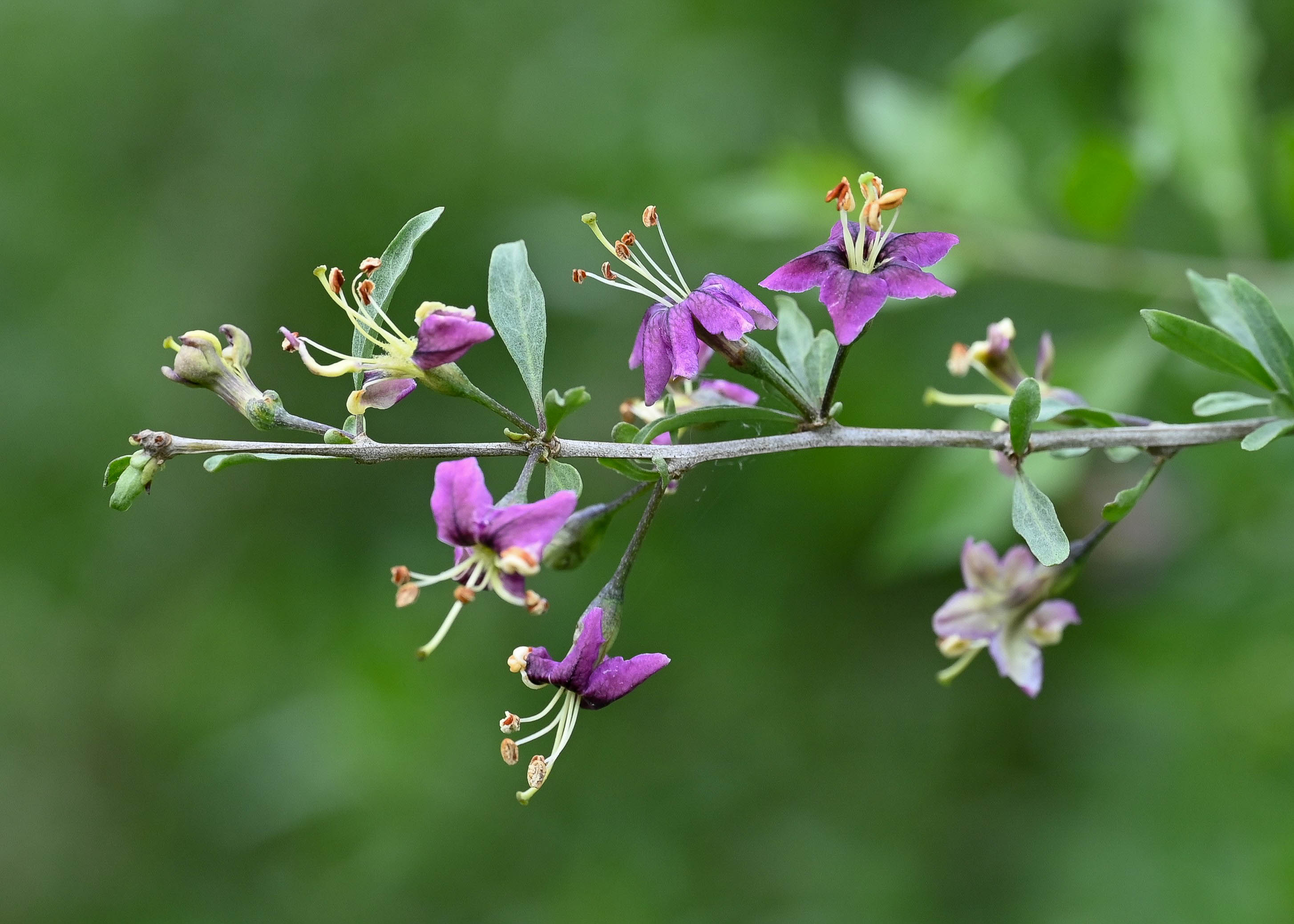 Goji Berry 'No.1 Lifeberry'