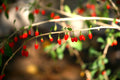Goji 'New Big'