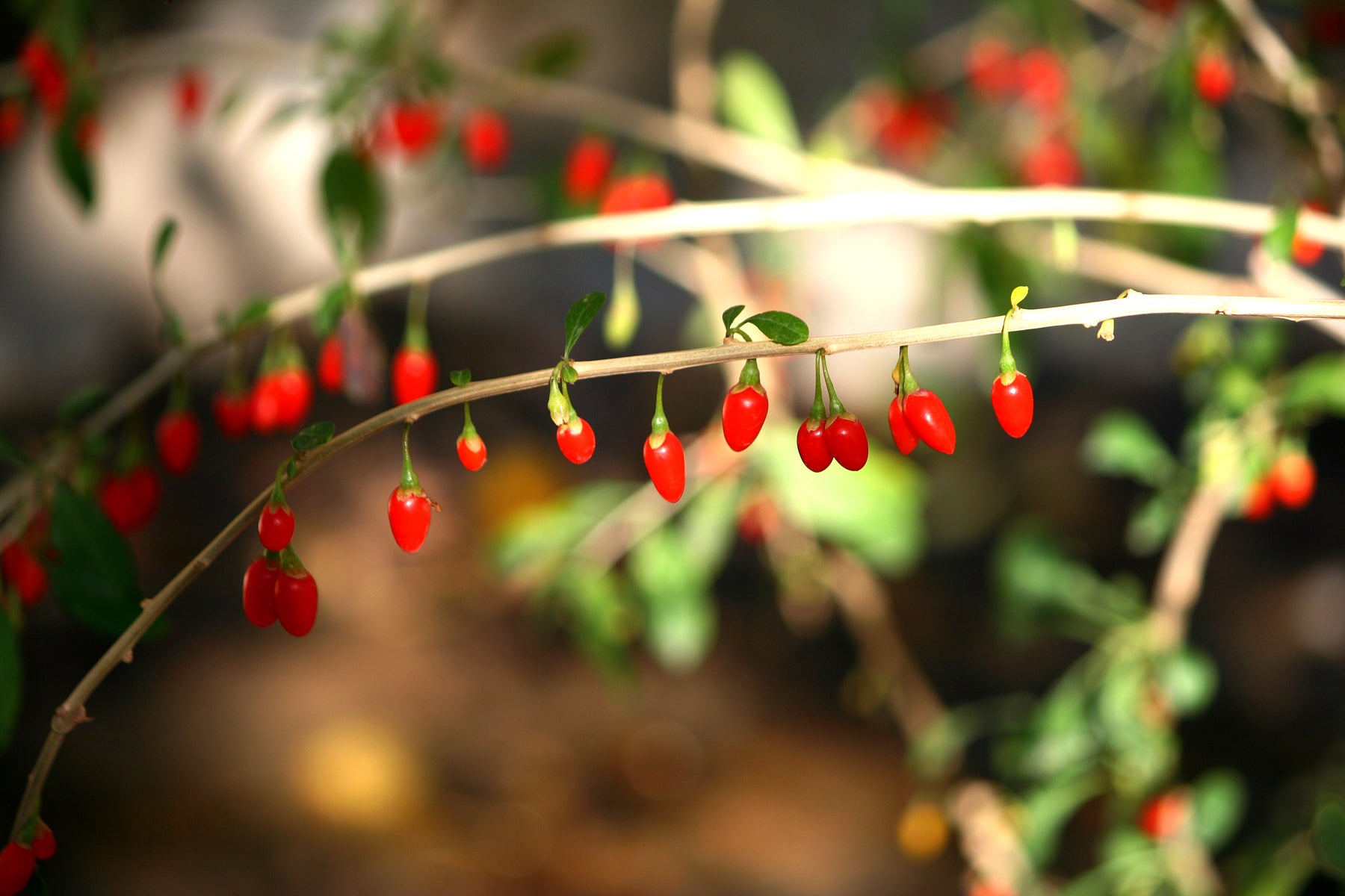 Goji 'New Big'