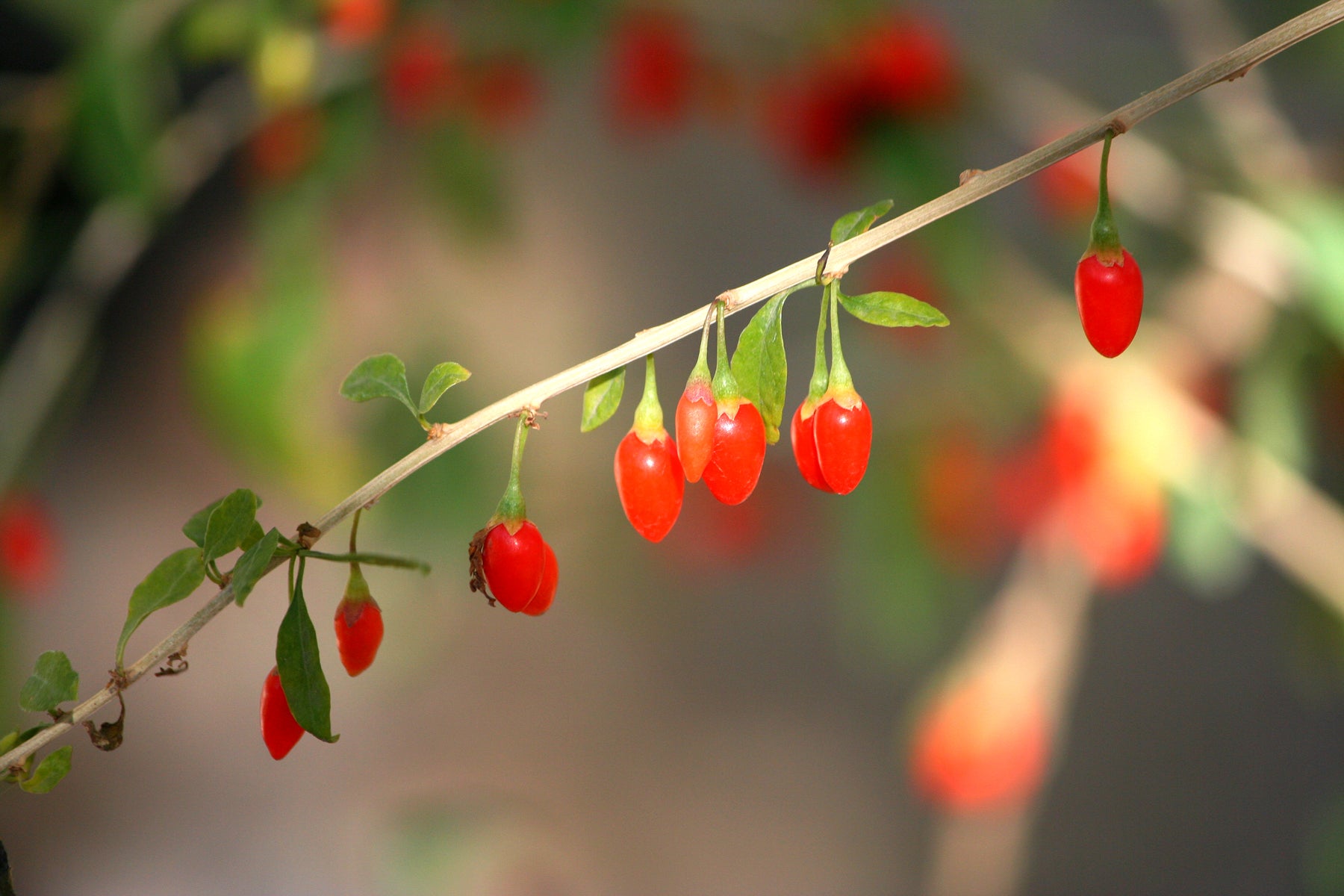 Goji 'Big Lifeberry'