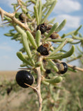 Black Goji 'Black Pearl'