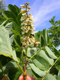 Amur Maackia