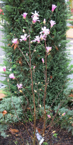 Star Magnolia 'Rosea'