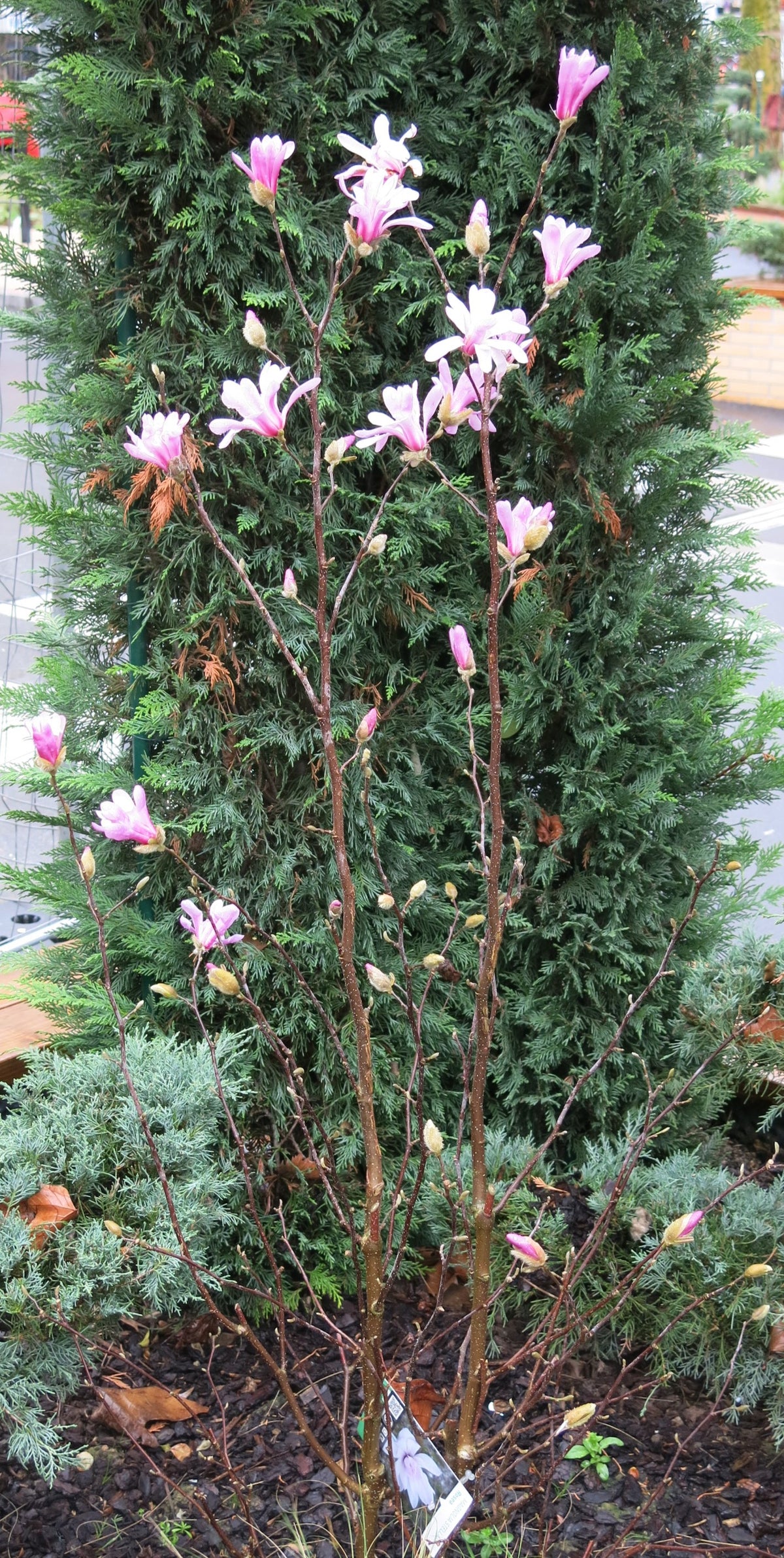Star Magnolia 'Rosea'