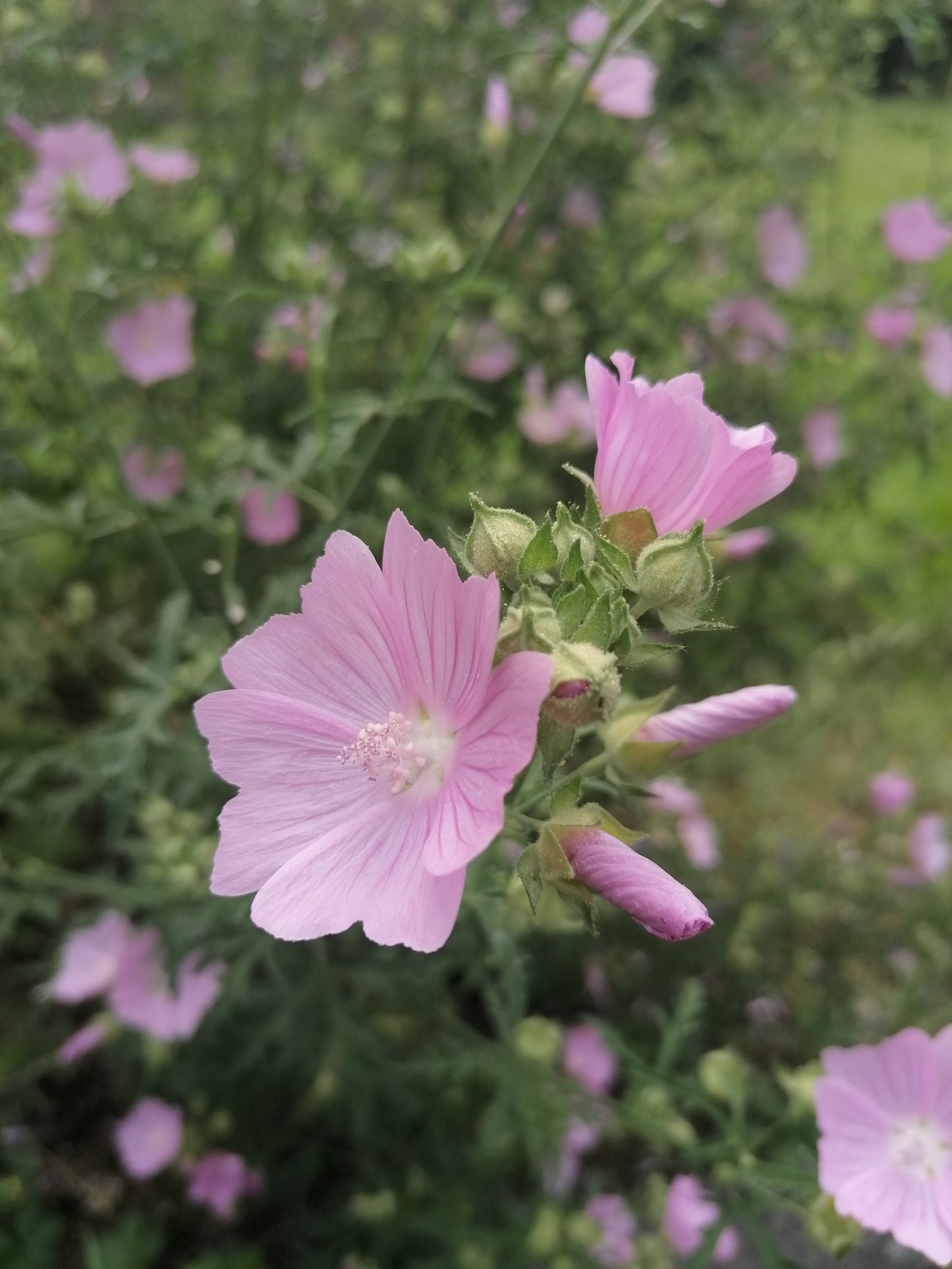 Hollyhock Mallow