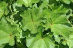 Common Mallow